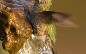 Green Backed Firecrown Bathes in Waterfall