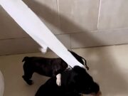 Dogs Pulling Out Toilet Paper From Roll