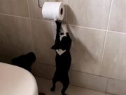 Dogs Pulling Out Toilet Paper From Roll