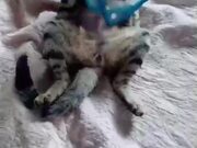 Cat Wearing Collar Struggles With Licking Themself