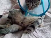 Cat Wearing Collar Struggles With Licking Themself
