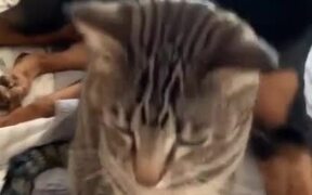 Owner Watches Cat Have Fun on Its 1st Anniversary