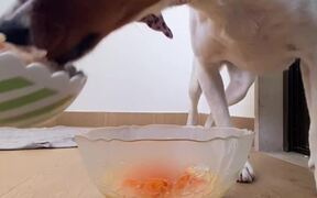 Person Shares Recipe For Birthday Cake For Dogs