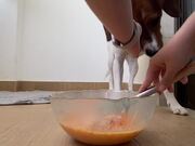Person Shares Recipe For Birthday Cake For Dogs