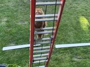 Cat Attempts to Climb Ladder