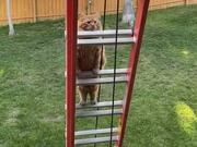 Cat Attempts to Climb Ladder