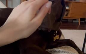 Dog Stops Owner From Petting Him