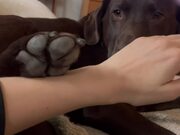 Dog Stops Owner From Petting Him