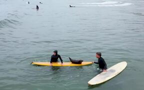 Person in Ocean Enjoys Surfing With Seal