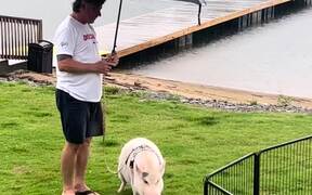 Man Holds Umbrella Over Pet Pig as She Pees