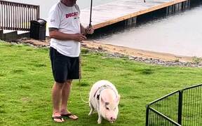 Man Holds Umbrella Over Pet Pig as She Pees