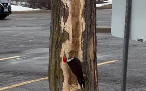 Woodpecker Carving a Tree
