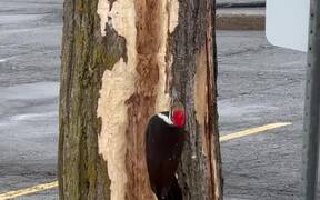 Woodpecker Carving a Tree