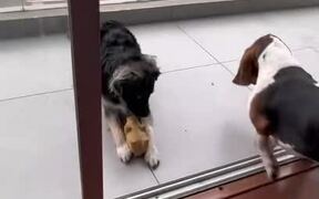 Dog Kicks Fellow Pet Dog's Toy