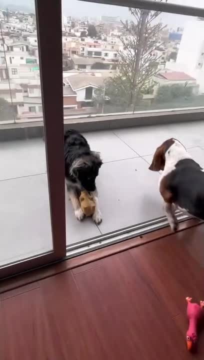 Dog Kicks Fellow Pet Dog's Toy