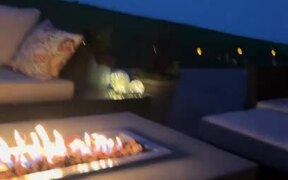 4 French Bulldogs Calmly Enjoy Fireworks on Patio