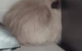 Cat Sleeps in Silly Position After Moving