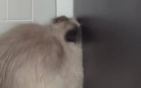 Cat Sleeps in Silly Position After Moving