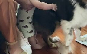 Baby Giggles While Playing With Doggy