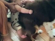 Baby Giggles While Playing With Doggy