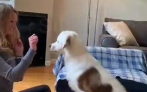 Deaf Dog Takes Commands In Sign Language