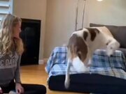 Deaf Dog Takes Commands In Sign Language