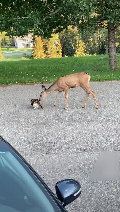 Cat and Deer Cuddle Play Together