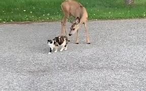 Cat and Deer Cuddle Play Together