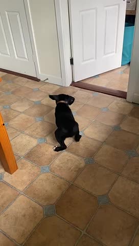 Puppy Gets Curious About New Ball