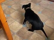 Puppy Gets Curious About New Ball