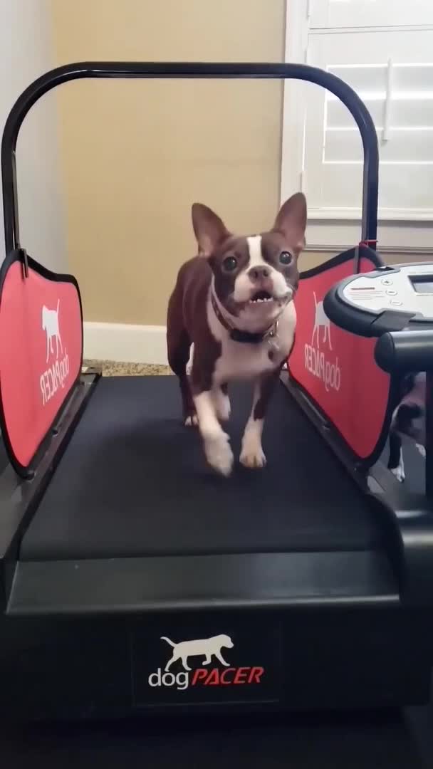 Two Dogs Run on Treadmill