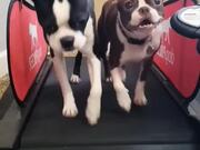 Two Dogs Run on Treadmill