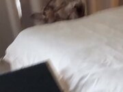 Dog Rolling on Bed Falls Off Hilariously