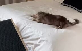Dog Rolling on Bed Falls Off Hilariously