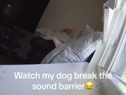Dog Barks Loudly While Watching Out of Window
