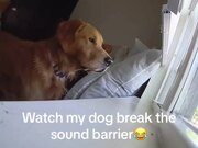 Dog Barks Loudly While Watching Out of Window