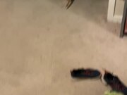 Kitten Helps Owner by Catching Cockroach