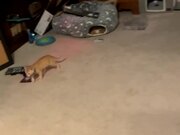 Kitten Helps Owner by Catching Cockroach