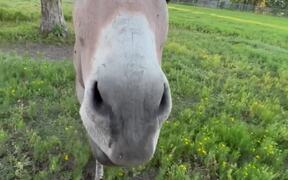 Donkey Hungrily Chomps on Apple