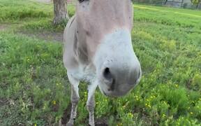 Donkey Hungrily Chomps on Apple