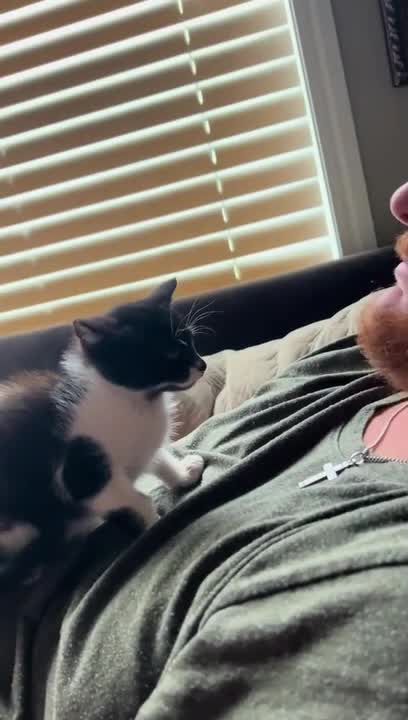 Kitten Wipes Kisses Off Her Face