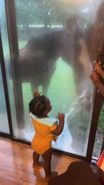 Horses Attempt to Enter Inside to Play With Kid