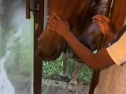 Horses Attempt to Enter Inside to Play With Kid
