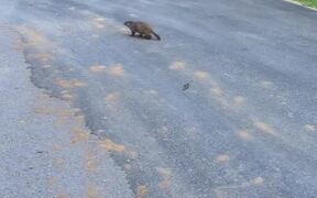 Groundhog Attacks Person