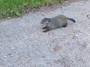 Groundhog Attacks Person