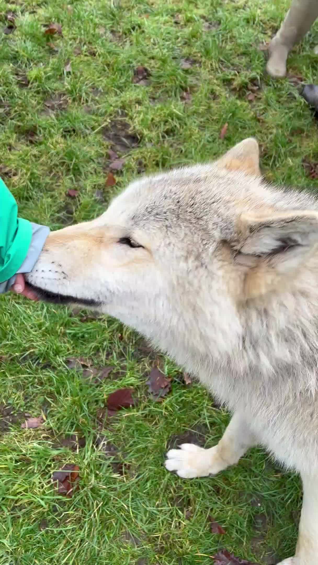 People Witness Wild Wolves Fighting