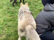 People Witness Wild Wolves Fighting