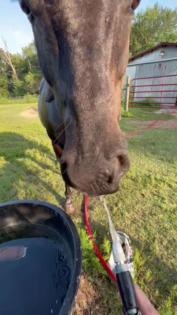 Horse Directly Drinks Water From Hose