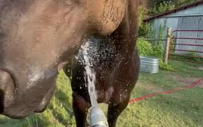 Horse Directly Drinks Water From Hose