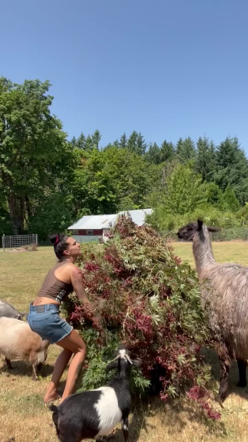 Sassy Llama Spits on Owner's Face